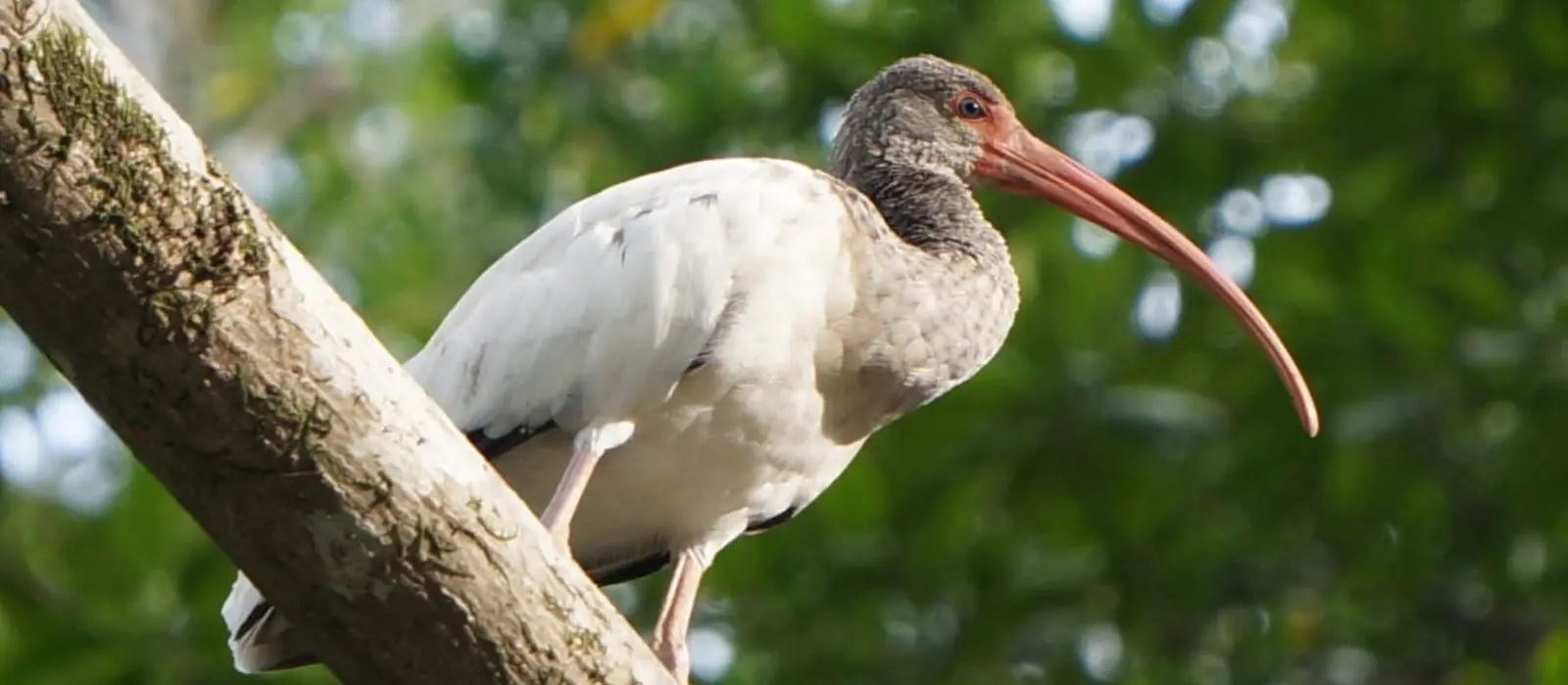 Wildlife Mangrove Boat Tour – Uvita, Costa Rica
