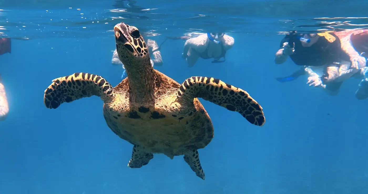 Caño Island Snorkeling – Uvita, Costa Rica