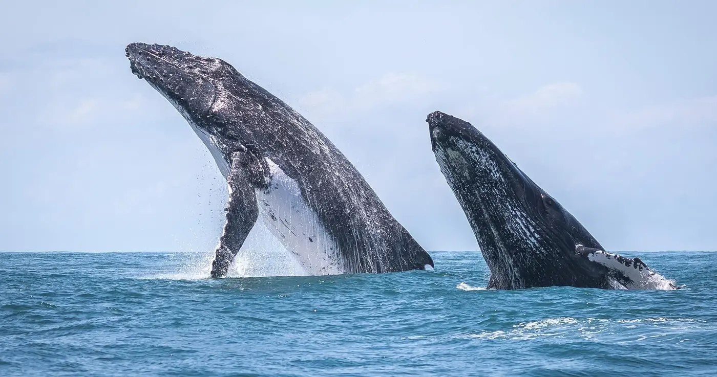 Uvita Whales & Dolphins Tour – Uvita, Costa Rica
